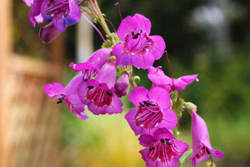 Penstemon 'Ashton' at Pershore College, September 2014. Picture: Josh Egan-Wyer