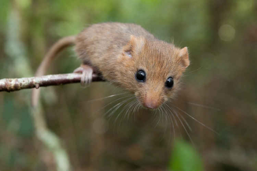 Hazel dormouse on branch. Picture: Clare Pengelly, PTES