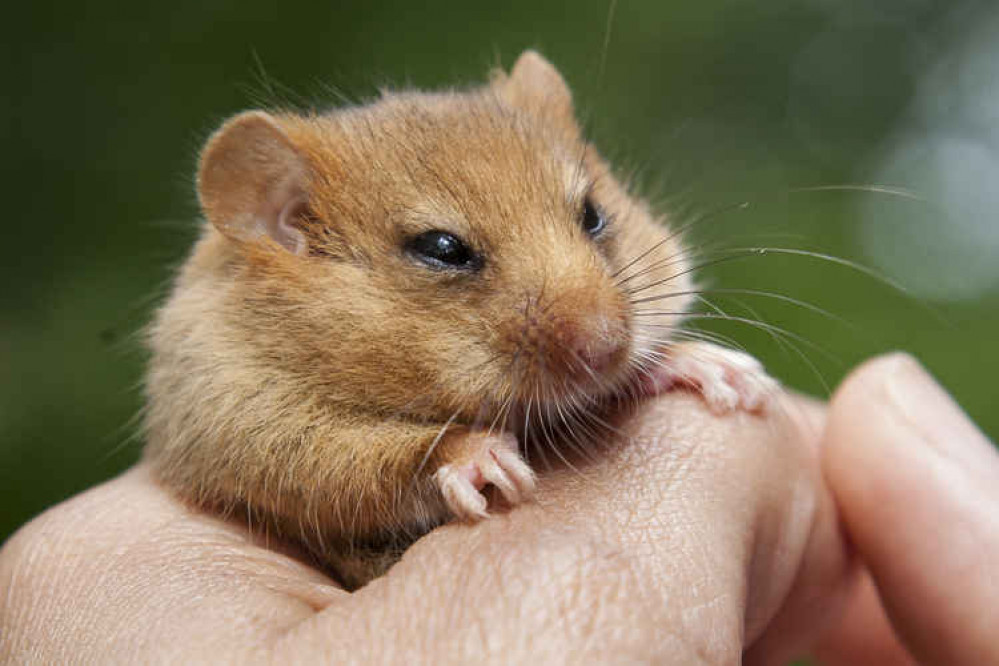 Hazel dormouse being held gently. Picture: Clare Pengelly, PTES