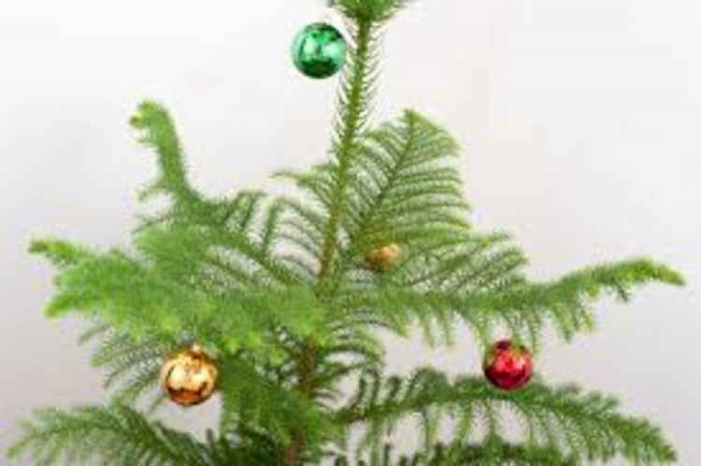 Christmas tree, by Free Images Live