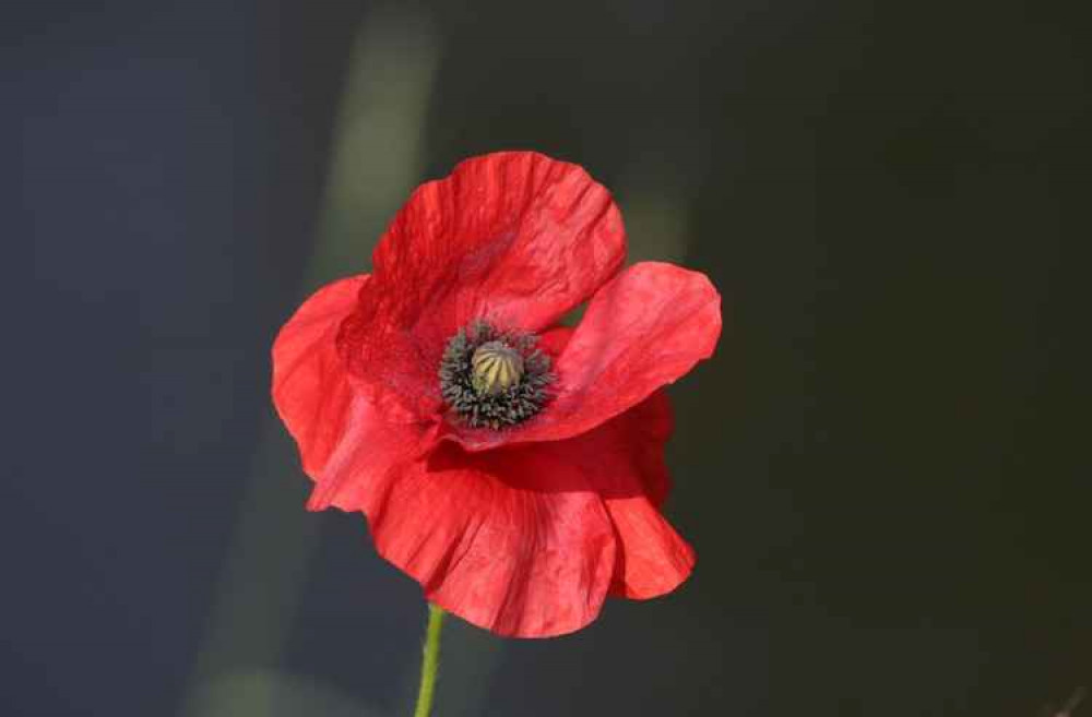 Roadside poppies make a wonderful splash of colour