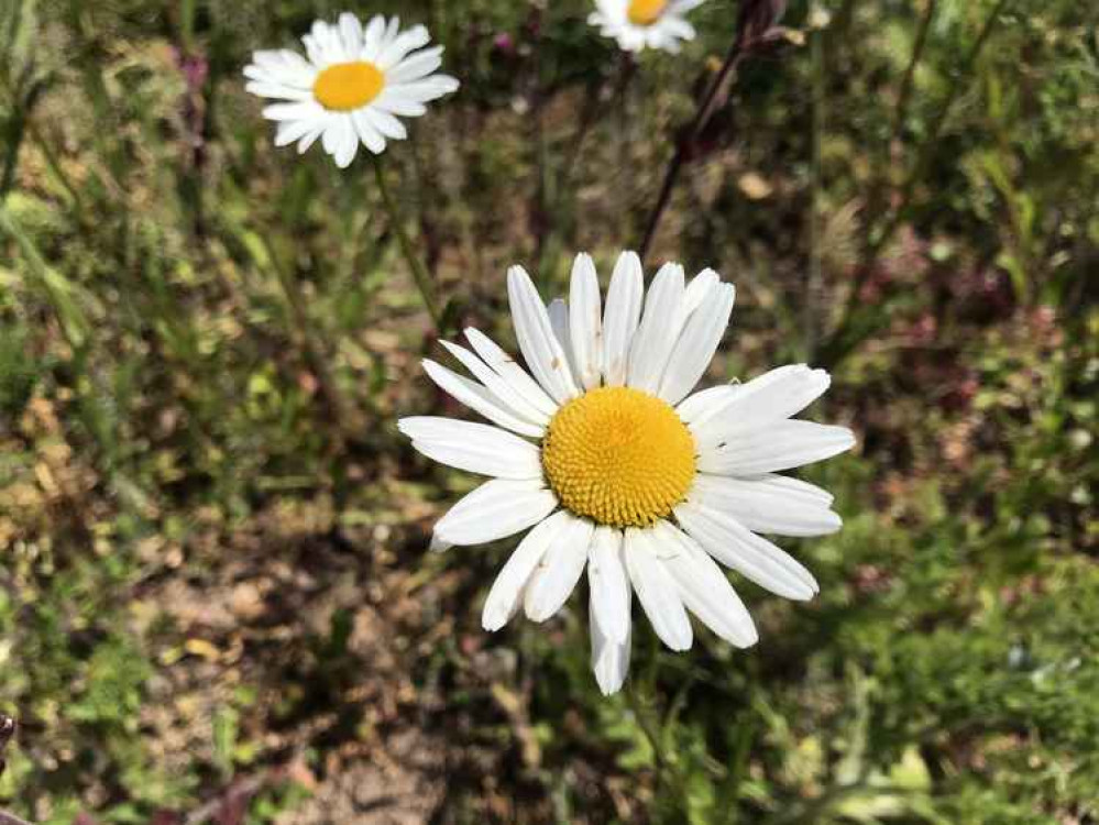 Oxeye daisies, Leucanthemum vulgate, appear to dance in the breeze on roadside verges.