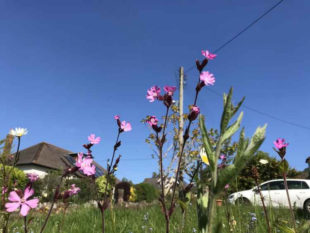 Red campion, Silene dioica, start to flower in spring but have managed to flower most of the winter this year