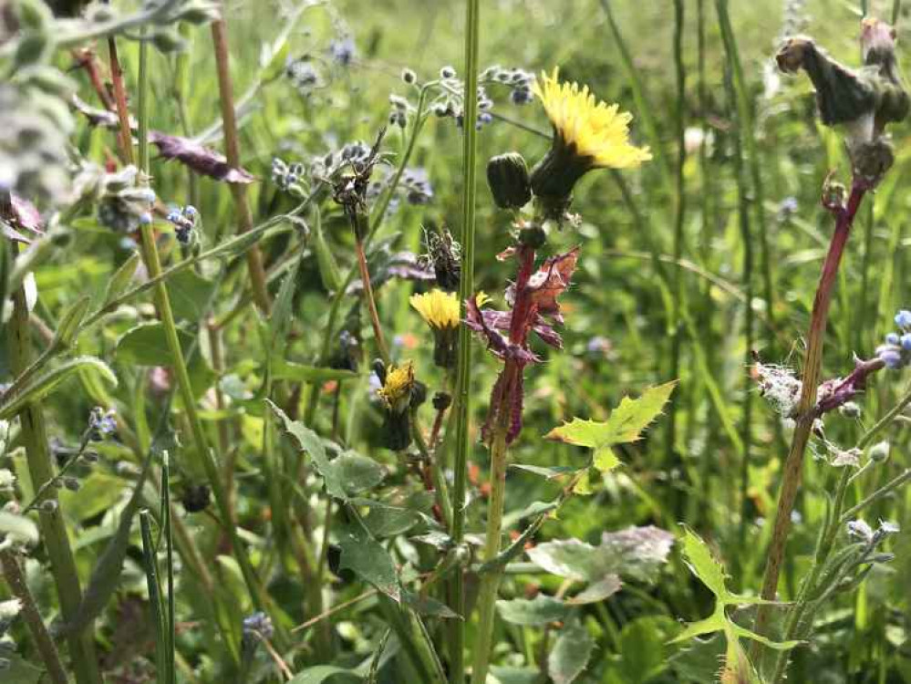 A miscellany of misty roadside beauty