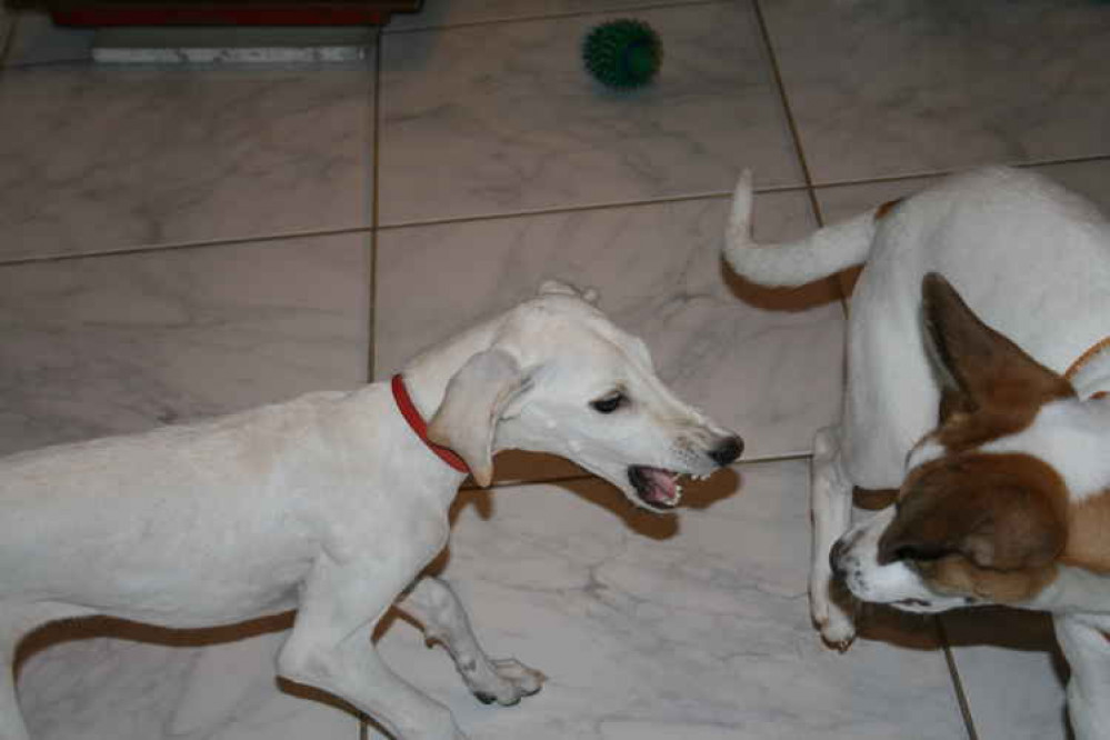 Puppies at play, often mistaken for aggression