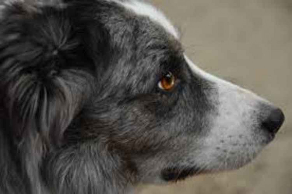 A border collie, photo by pxhere