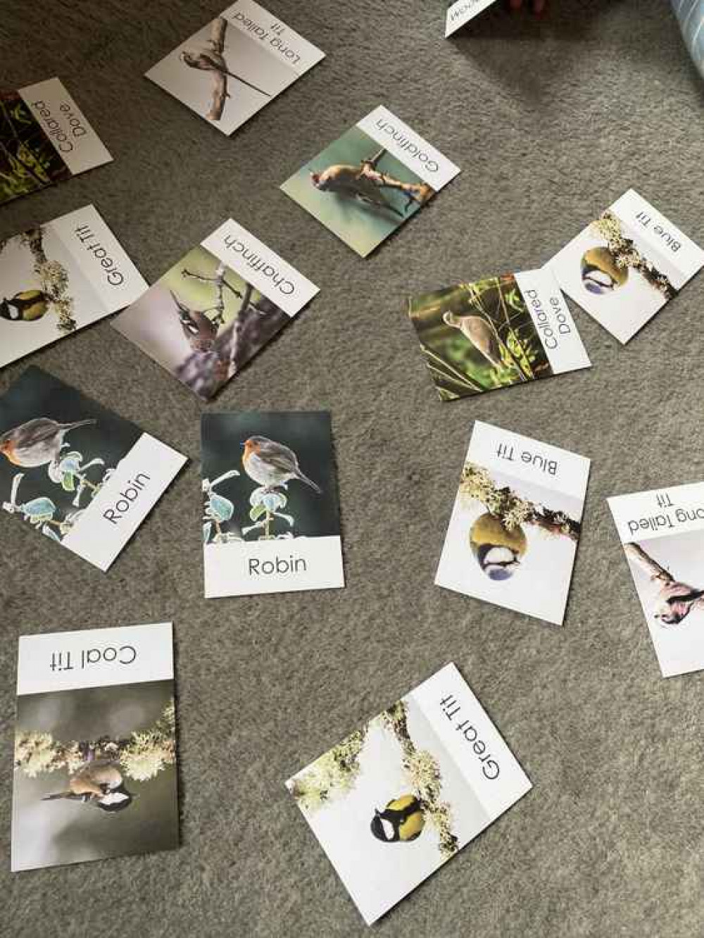 Bird flashcards