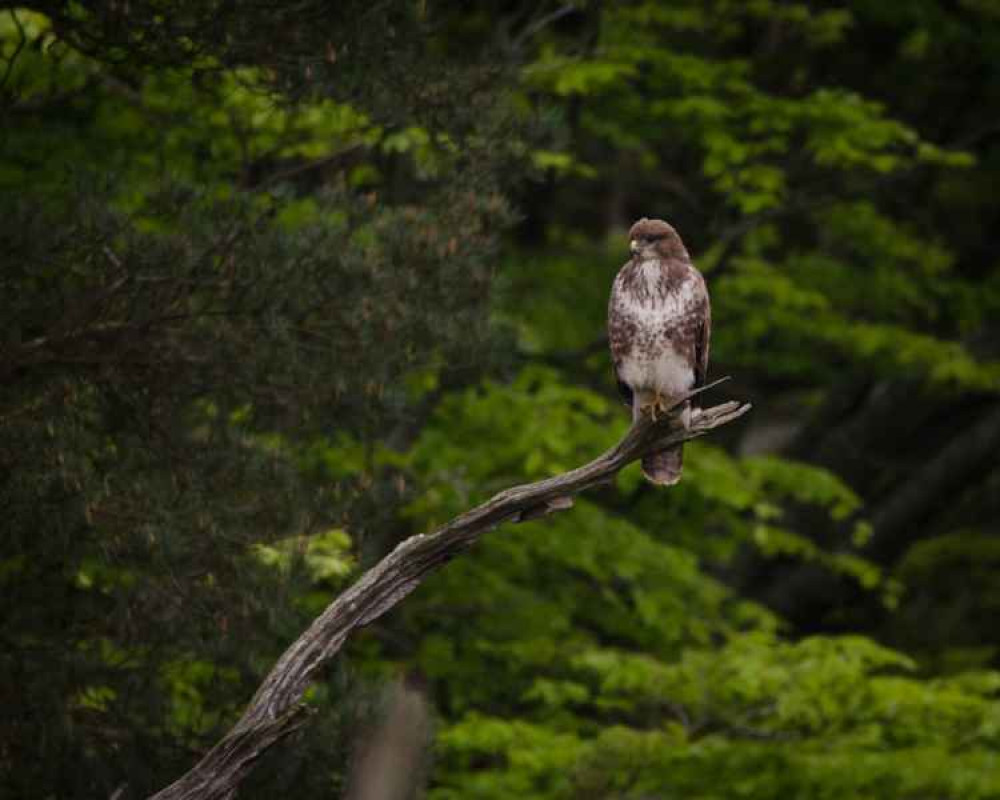 You may glimpse a buzzard perching or soaring up high