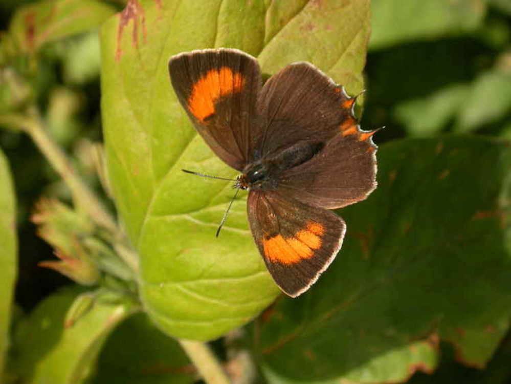 Brown Hairstreak butterfly, by Philip Precey, Devon Wildlife Trust