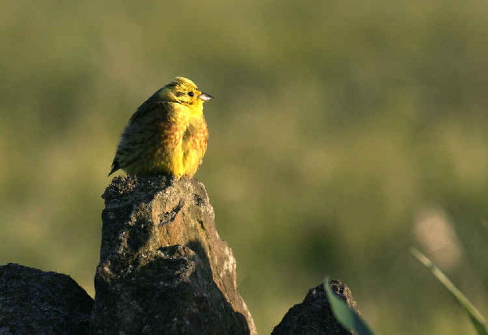 Yellowhammer, by Devon Wildlife Trust