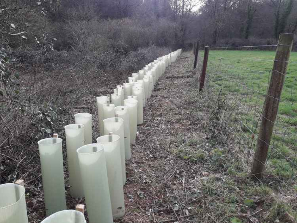 Planting at Woods Farm