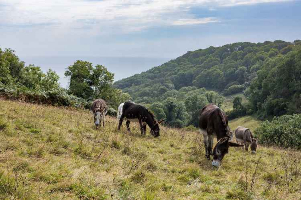 Donkeys at the sanctuary's headquarters near Sidmouth