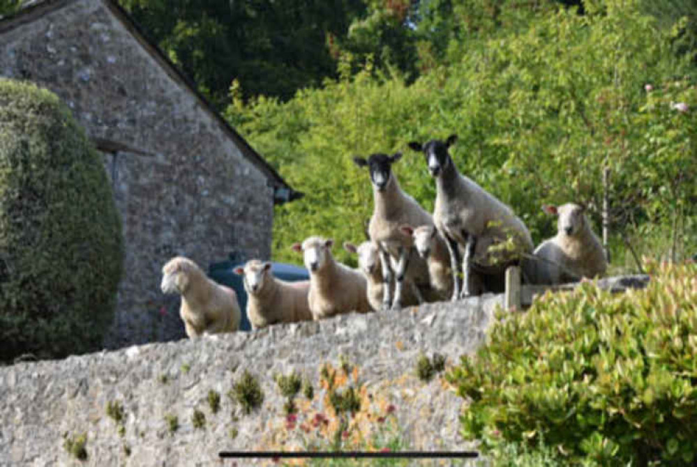 Branscombe: Lots of sheep (and cottages) in the hills around Branscombe