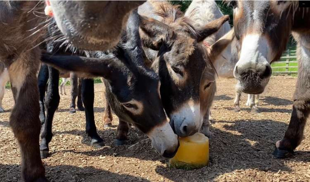 Donkeys cooling off with an icy treat at The Donkey Sanctuary, Sidmouth