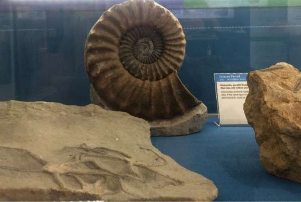 Part of the Triassic Coast display