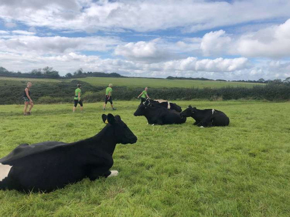 Ann Cole and Alexa Baker navigate the cows