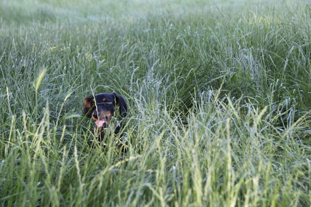 Bear the sausage dog celebrates 26 August, National Dog Day, on Clapham Common (Image: Issy Millett, Nub News)