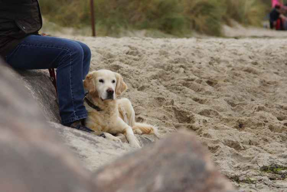 Councillors call for improved dog beach ban signs.