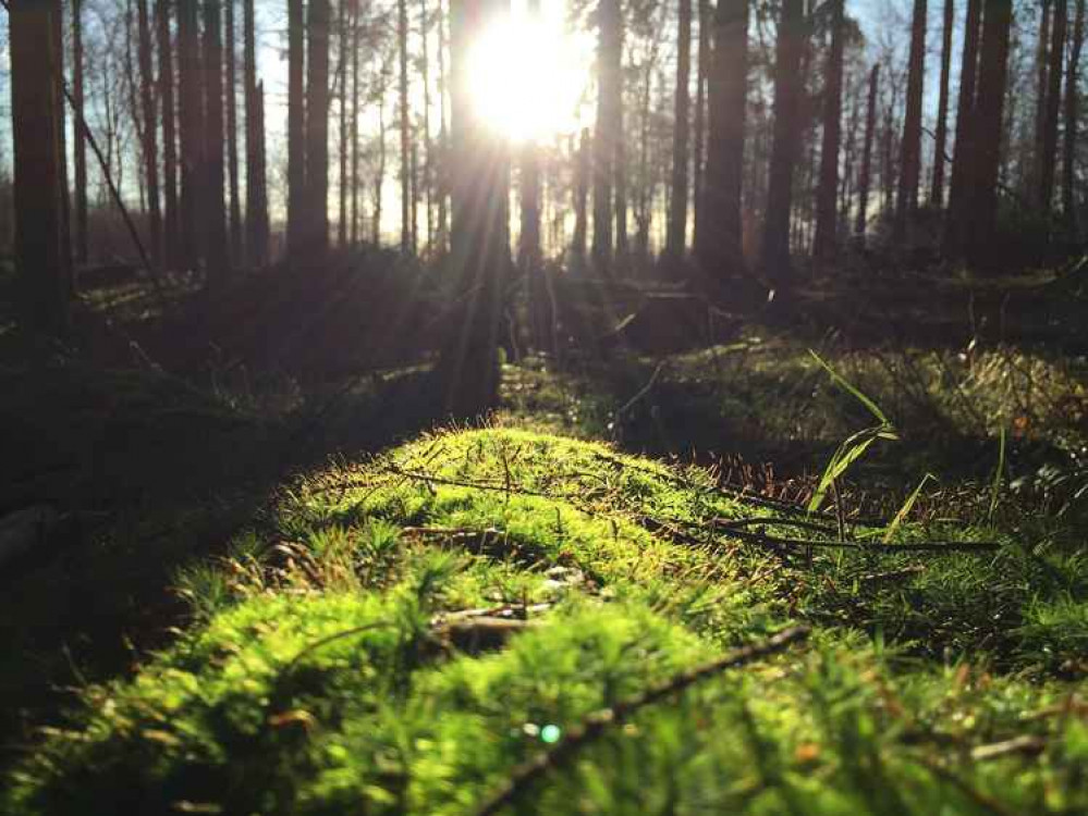 Forest for Helston reaches over 2000 trees.