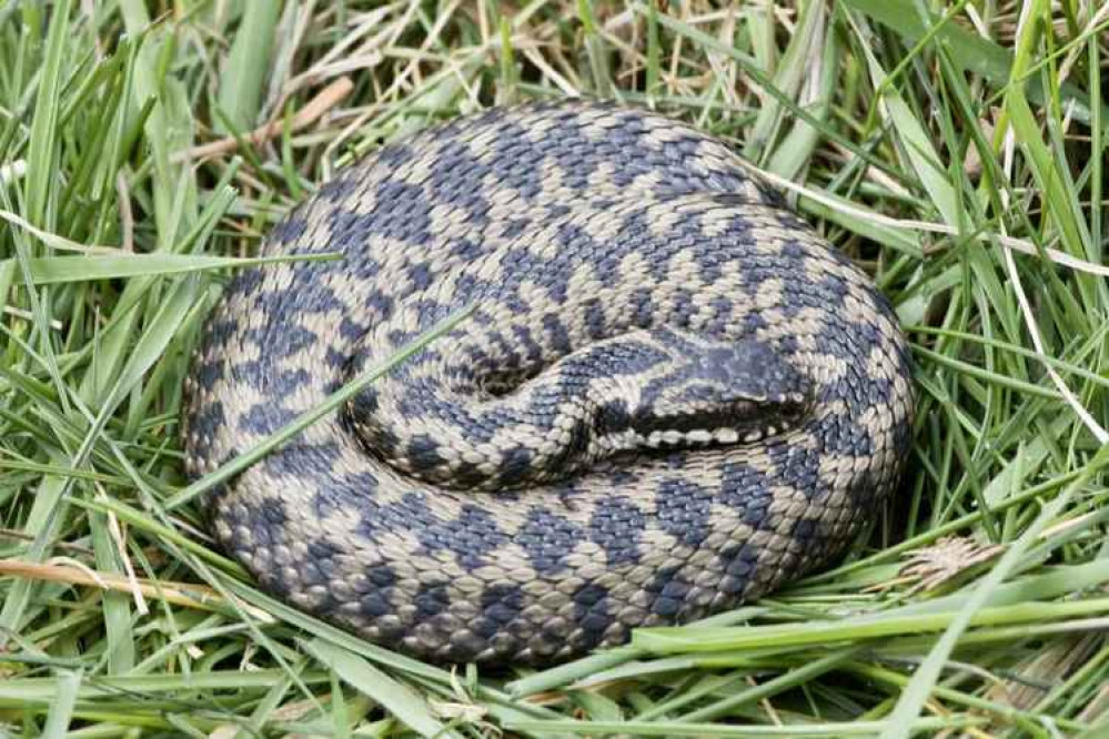 Image of an adder.