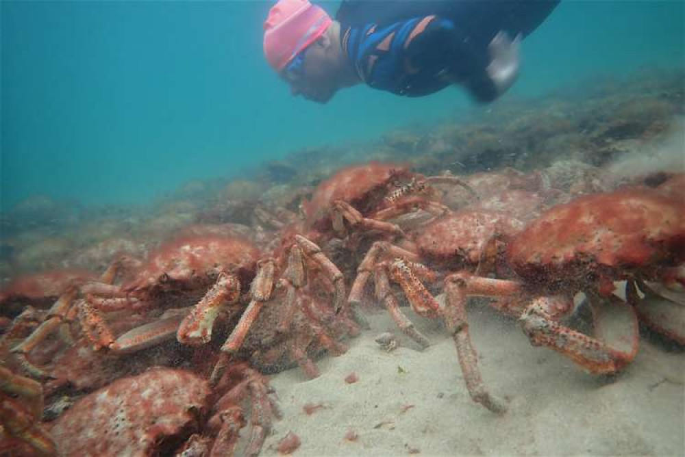 Snorkeller and spider crabs. Snorkeller and spider crabs.
