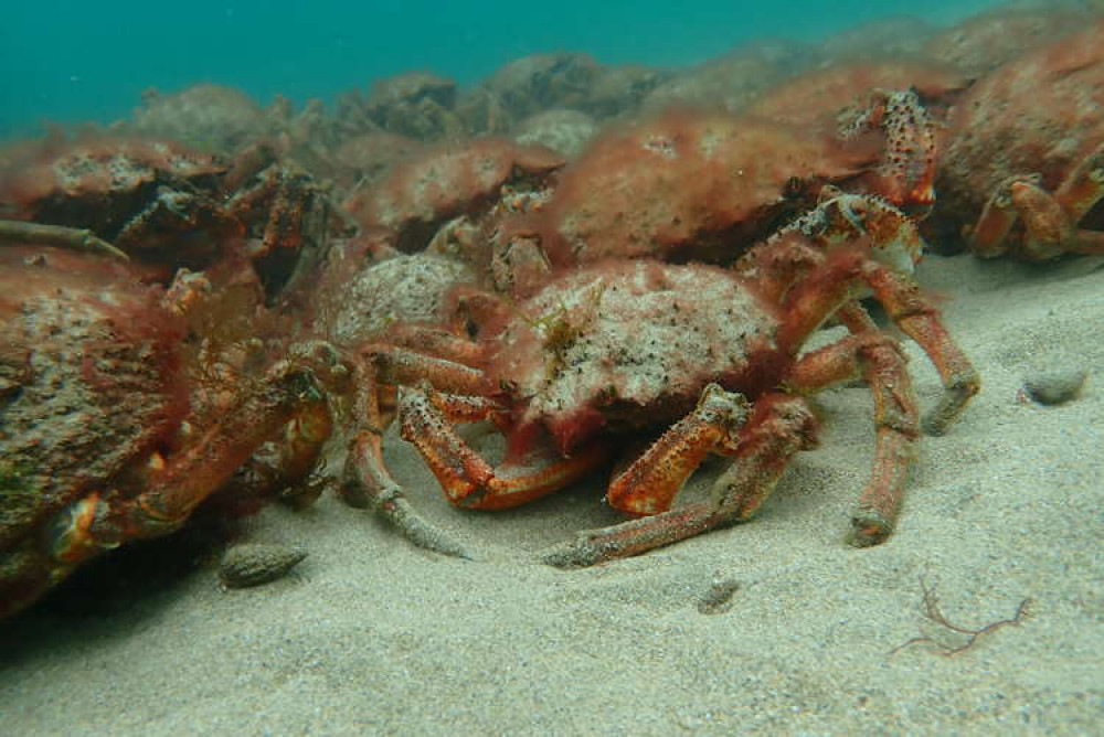 Mass aggregation of spider crabs. Mass aggregation of spider crabs.