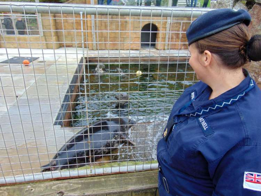 Able Rate Emma Tatnell gets to see some of the residents at the Cornish Seal Sanctuary.