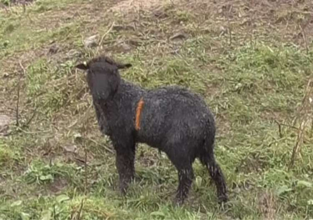 One of the sheep at the Reads' smallholding.