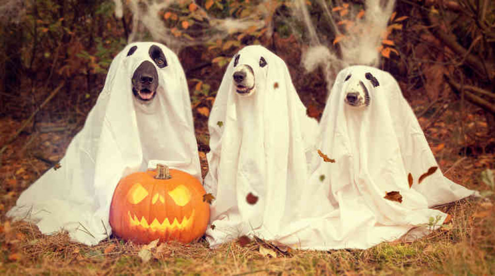 Everyone loves dressing up for Halloween... (Photo: Blindphoto)