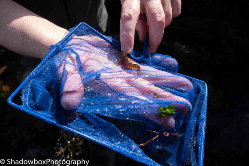 Terry Greer netting a Blenny