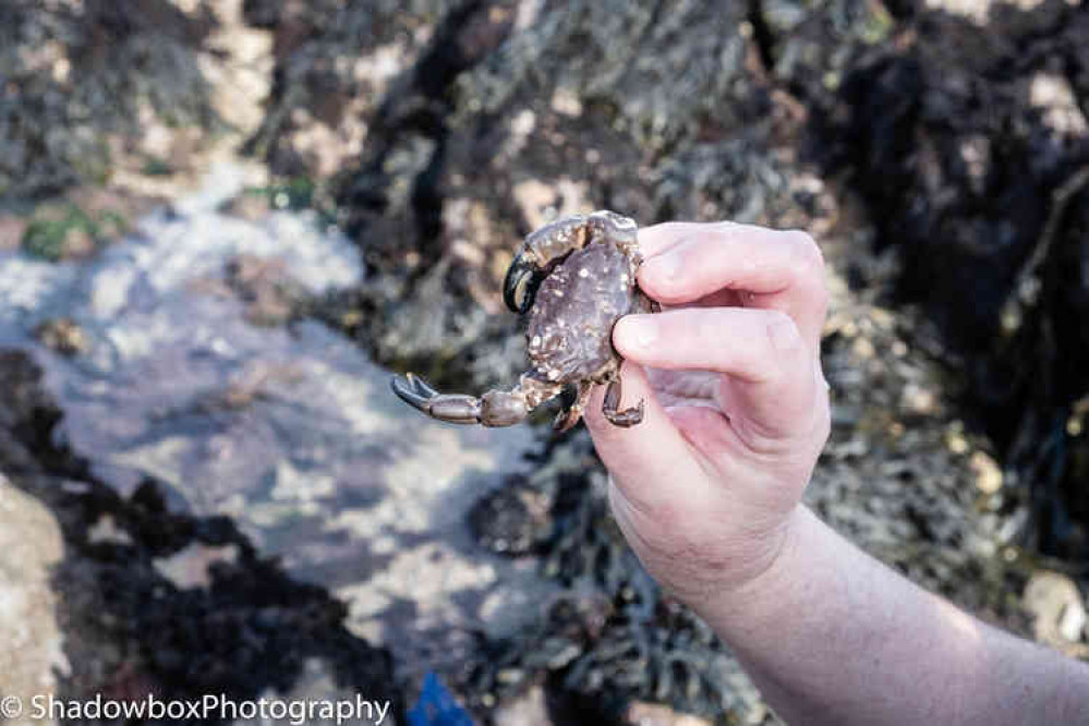 A pillow crab in the palm of his hand