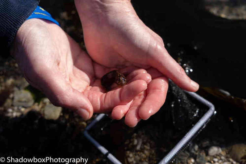 Jane holds a Blenny