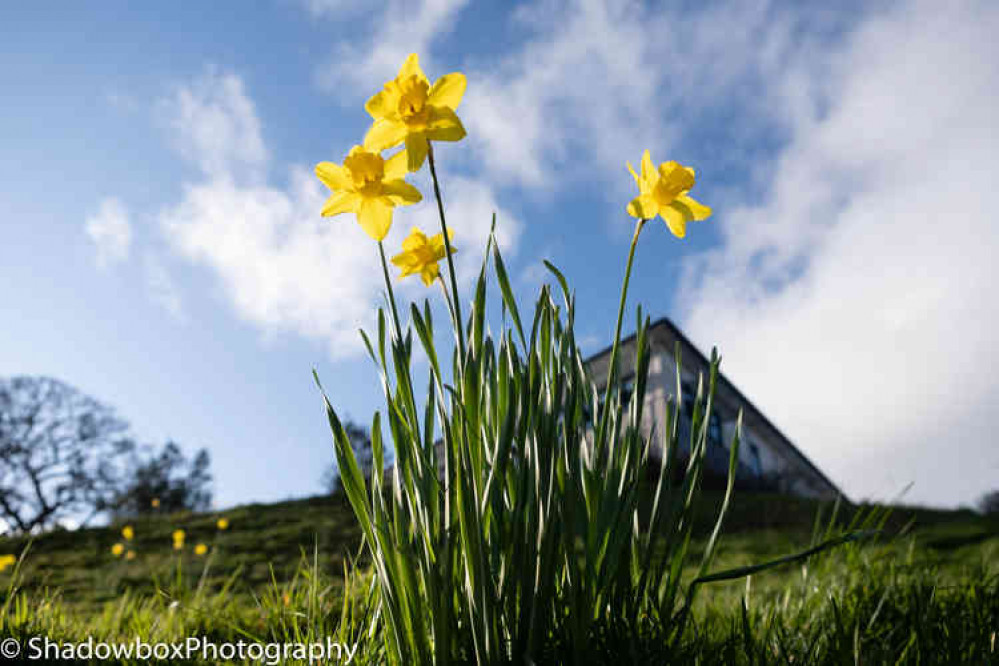 Beautiful bulbs in bloom.