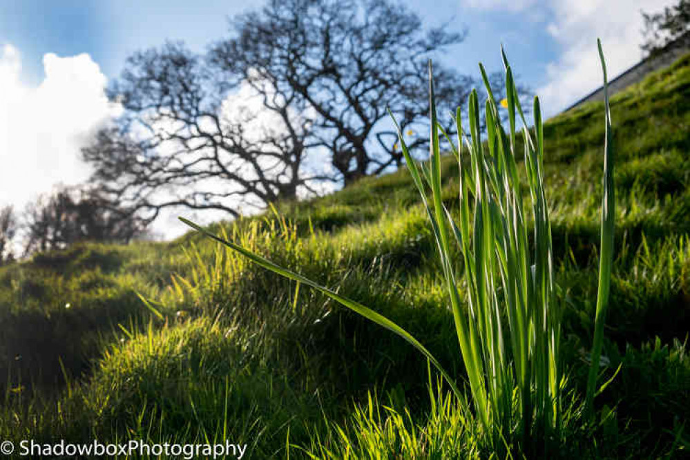 Daffodils burst through on Tremough campus.