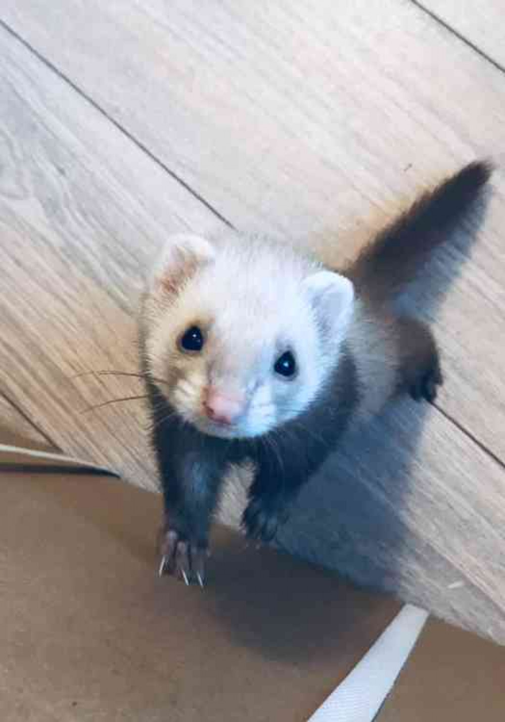 Alma the Ferret, 9 months old