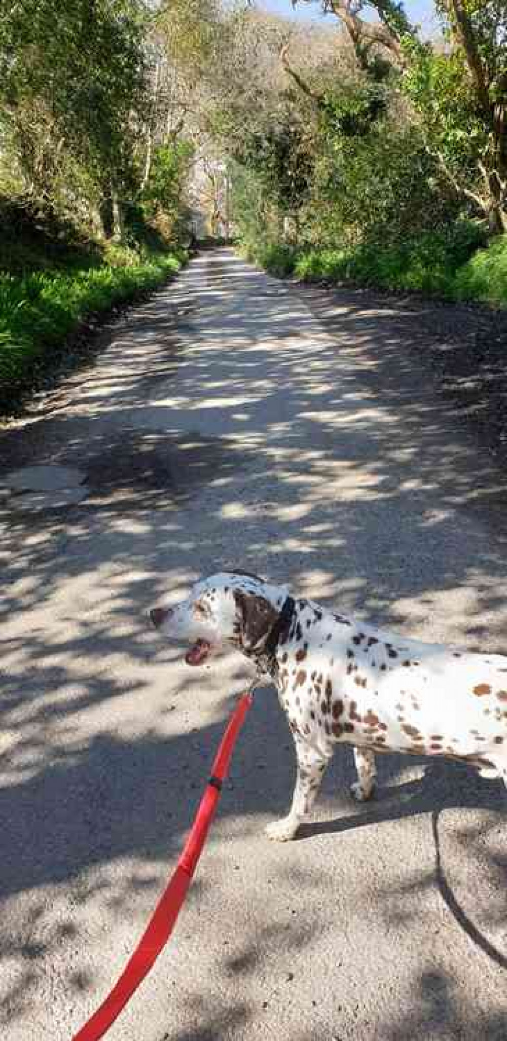 Taken by Lilly Potter: "Nice quiet lane alongside our house."