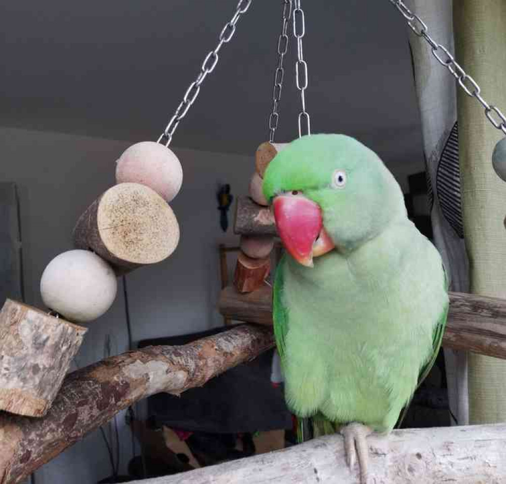 Rio the Parrot