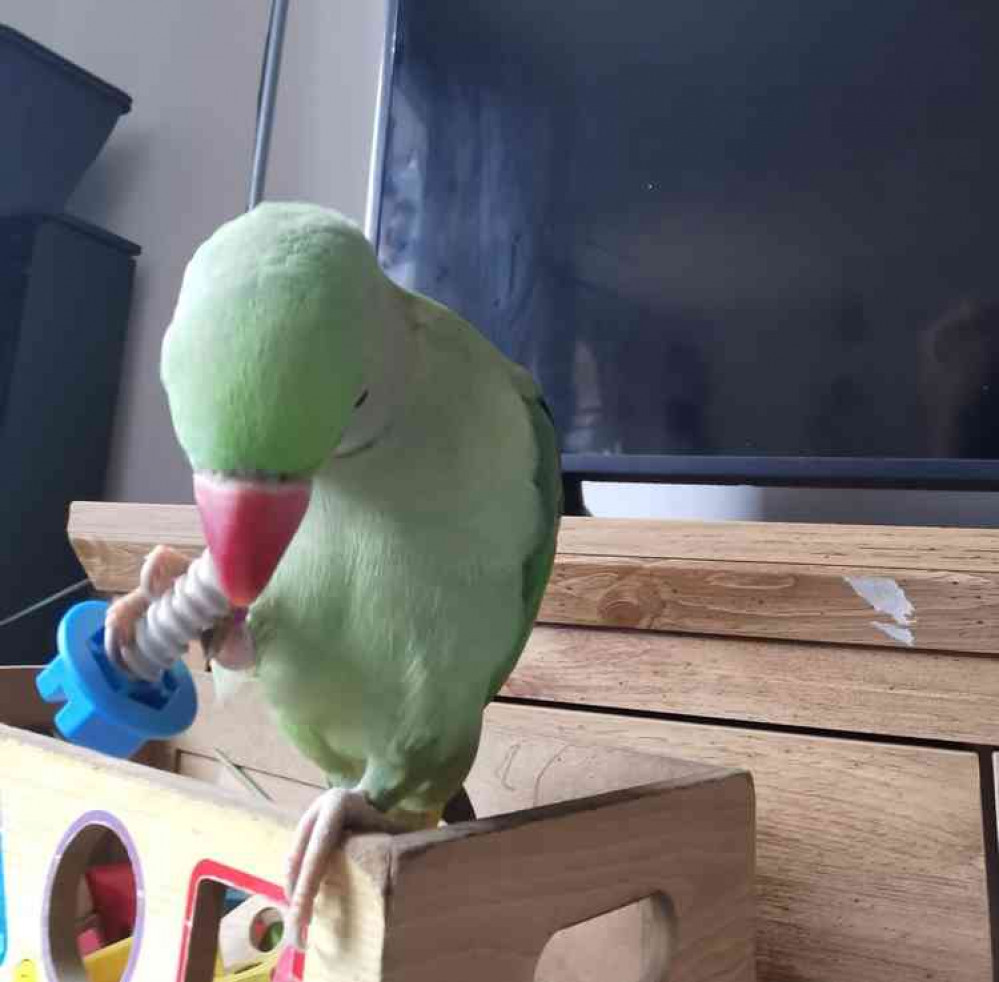 Rio the Parrot