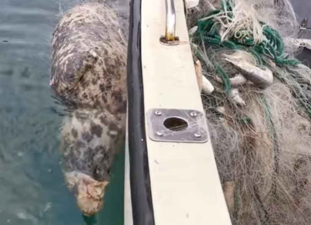 The seal recovered from the water. Credit: Fathoms Free.