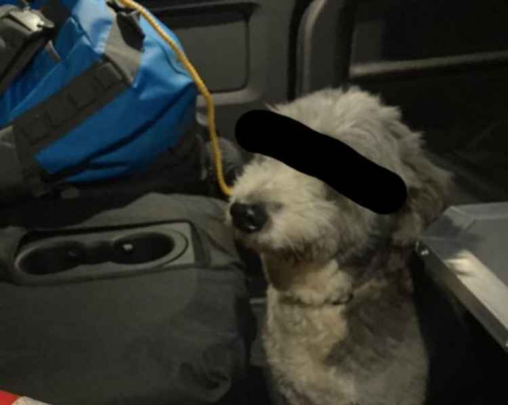 The dog that was caught running towards the sea. The dog that was caught running towards the sea.