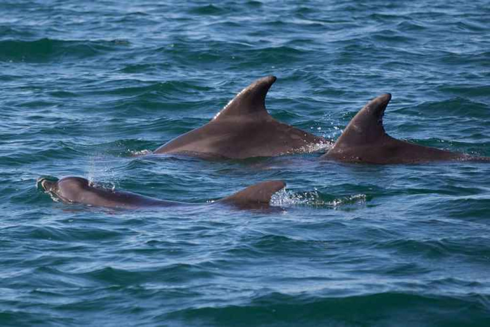 A photo of dolphins whilst out on a cruise. A photo of dolphins whilst out on a cruise.