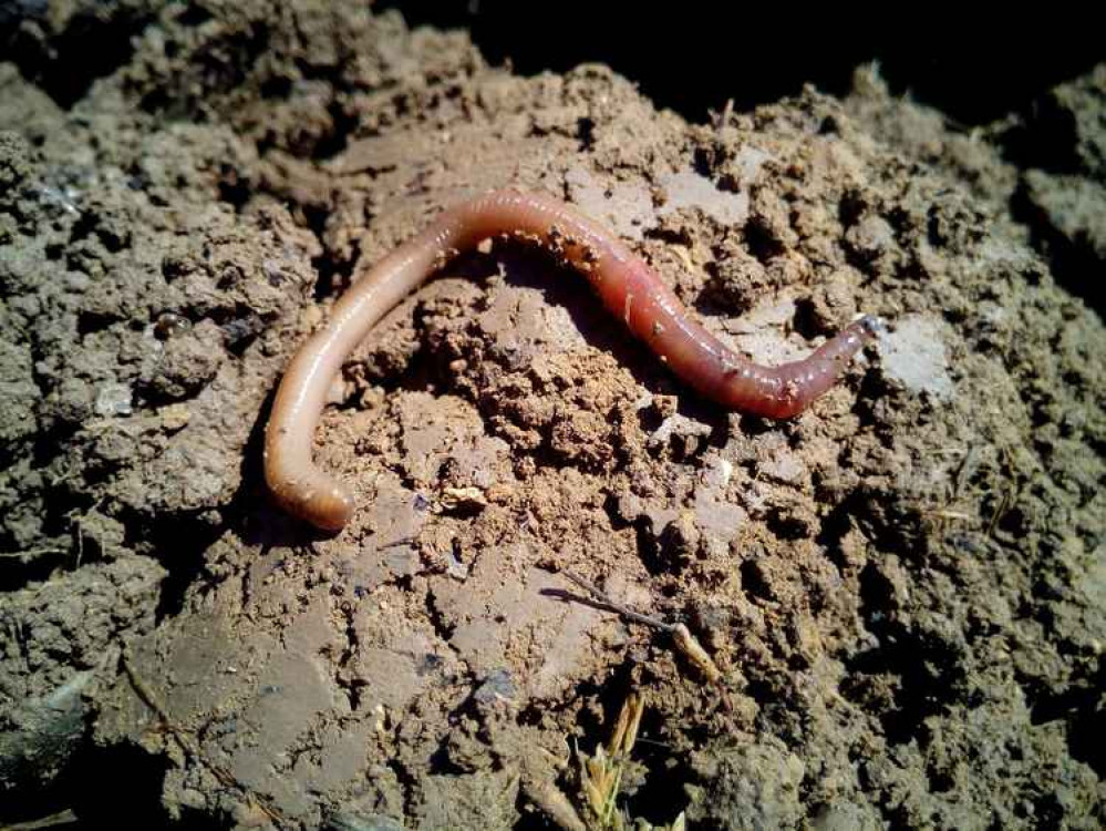 Competitors will attempt to 'charm' worms out of the ground.