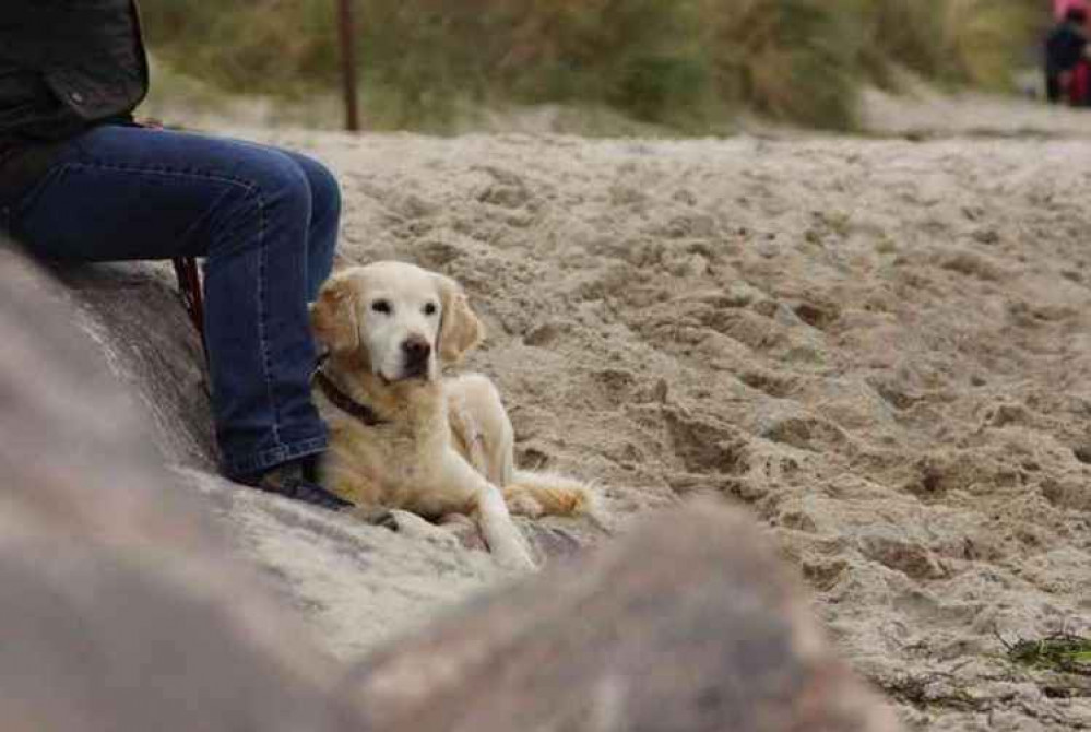 Dogs ban on Falmouth beaches.