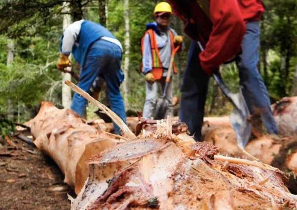 Trees being cut down. File pic.