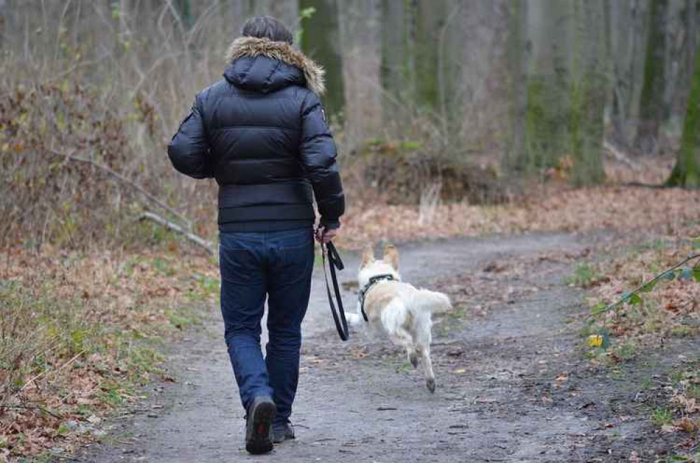 Rat poison found in Tregoniggie Woodland this morning. File pic.