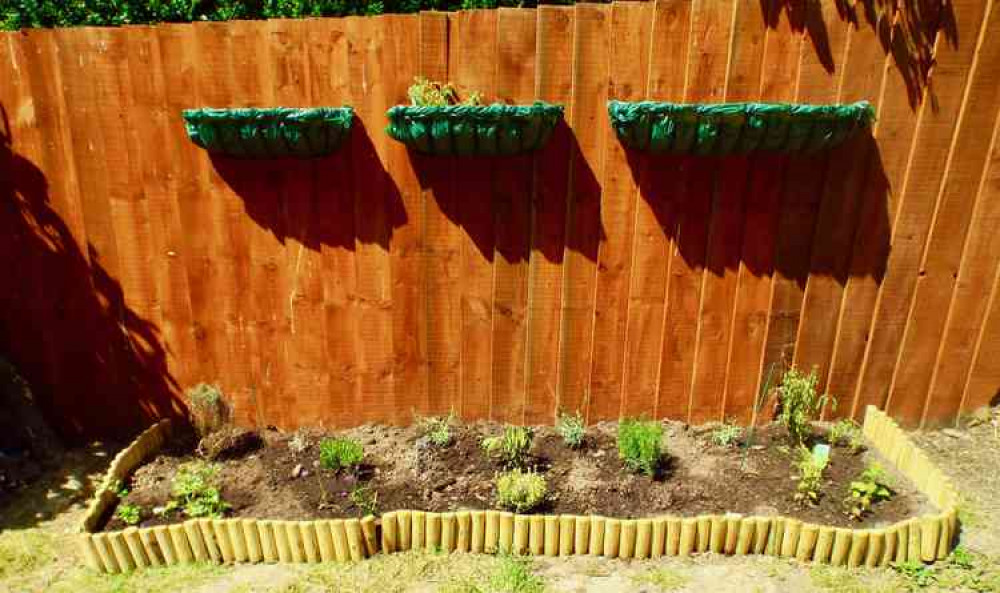 Fledgling herb garden