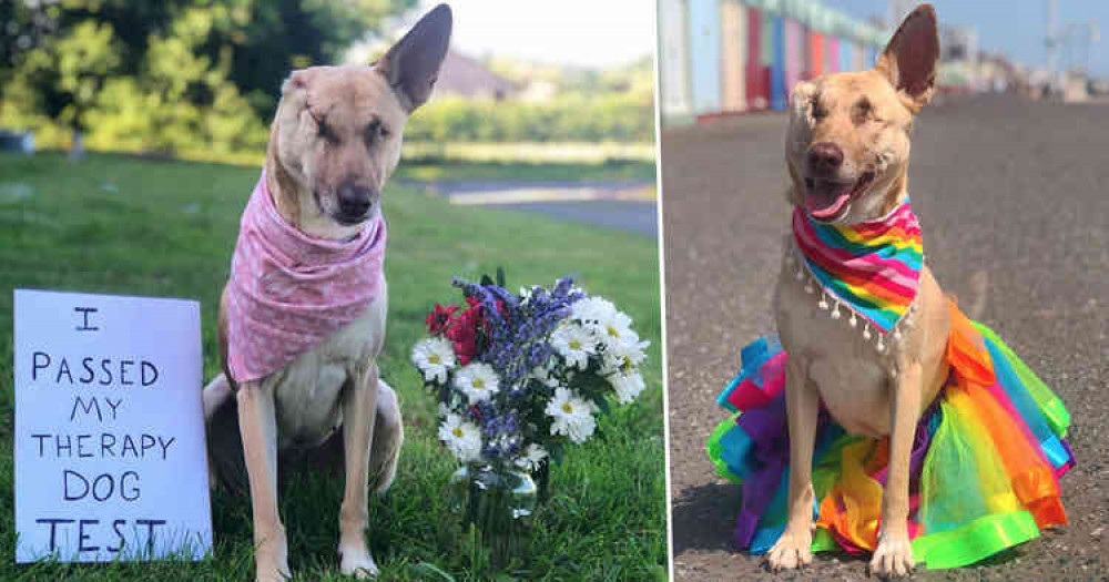 Maggie the miracle therapy dog