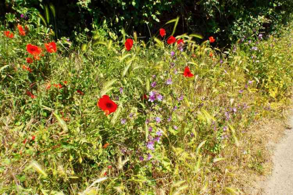 Verges being returned to wild flowers