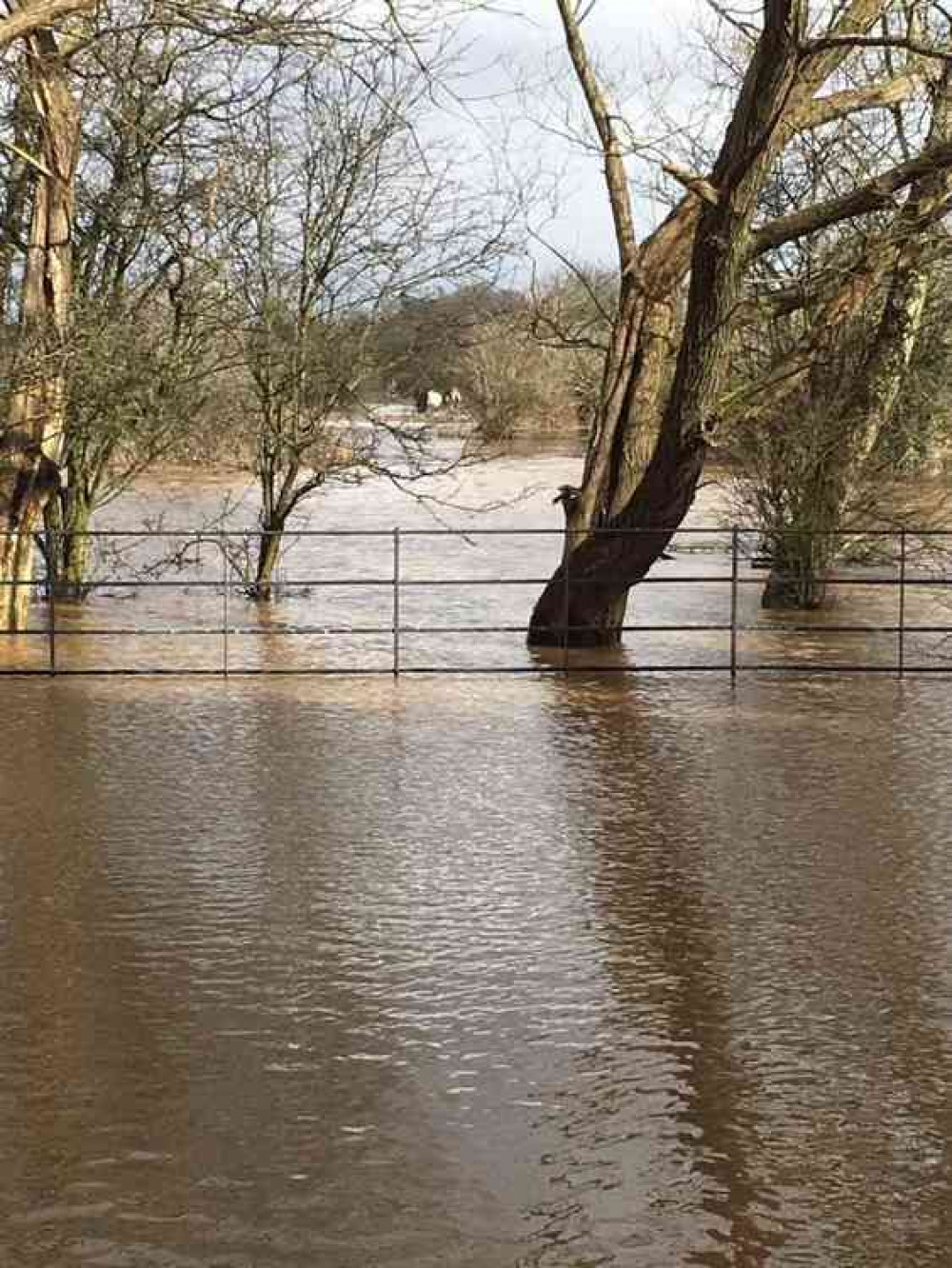 Horses Stuck in Sully Moors Field Flood Waters - Property of Claire Best