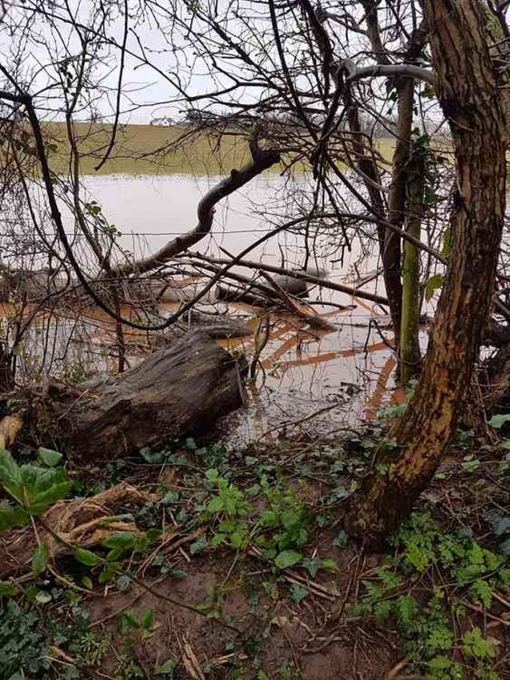 Fields Behind Conybeare Road: Property of Nicky Parry on Sully Village Hub